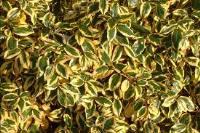 درختچه زینتی الیاگنوس ابلق