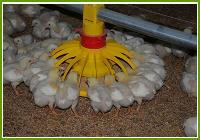 دانخوری مرغ گوشتی