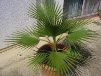 درختچه زینتی نخل